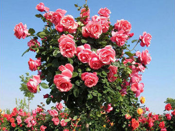 戴安娜玫瑰加向日葵花束寓意？