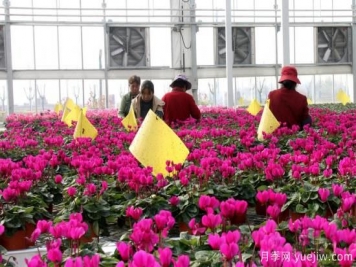 扬州高邮：每天发货30万株，花工厂绽放乡村振兴致富花