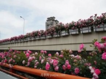 上海城市高架变“花路”，这些月季进入盛花期啦!