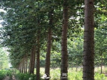 河南周口：培育出不飞絮的杨树新品种