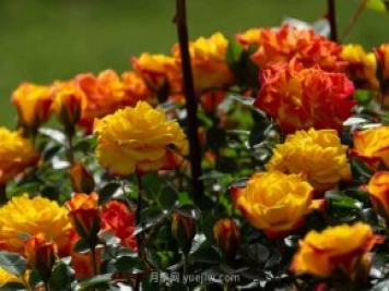 安阳市滑县森林公园月季花开放，赏花打卡正当时