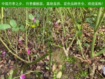 上海龙凤419：月季裸根苗的选购、栽植、肥水、养护技术大全