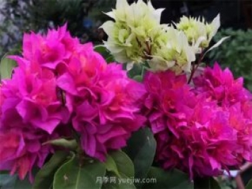 夏季养花要选对品种，推荐6种花卉适合高温