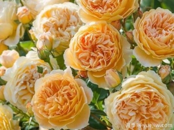 大花香水月季的养护方法，分享10种花香飘满屋