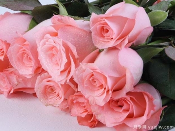戴安娜玫瑰的花语是什么？有图片的更好？