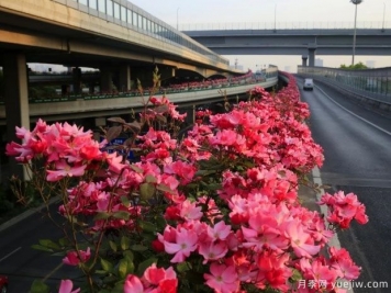 30万株新品种，杭州高架月季会带来什么样的惊喜？