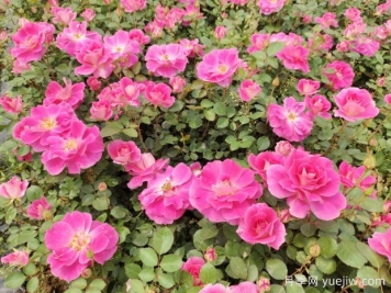仙境盆栽月季杯苗粉色丰花，绿化工程批发