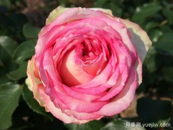 我的玫瑰月季/我的花