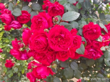 6款红色系的藤本月季品种，适合打造网红花墙