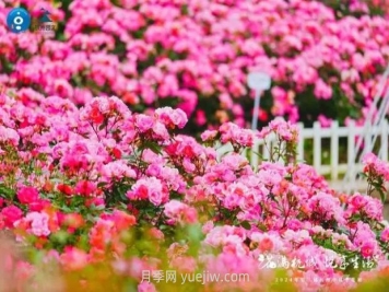 2024年第二届杭州市月季花展举办，赏500万株月季