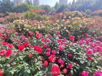 郑州月季公园40万株月季竞相绽放，感受花漾生活