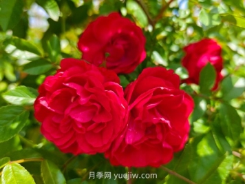 月季红木香爆花机器，花艳丽花量大花期长