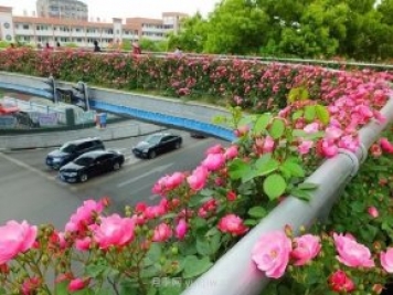 四月盛放的月季时间，湖北宜昌给你的专属浪漫花园
