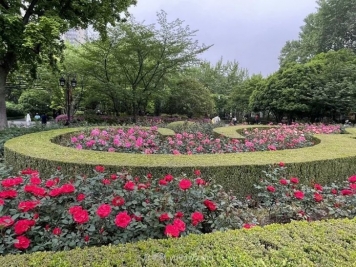 上海复兴公园月季园，月季花开献给市民的视觉盛宴