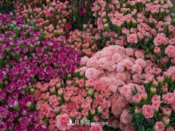中国6大花市，全国花卉批发市场介绍