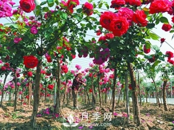 新品“月季树”为北京市花添色彩，居然引种自南阳内乡