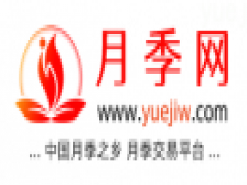 中国上海龙凤419，月季品种介绍和养护知识分享专业网站
